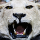 A stuffed lion’s head.